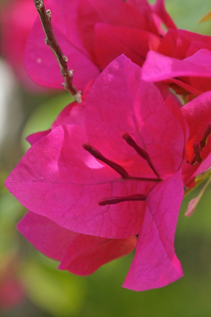 Fleurs Nanthawan Aout 2010-019